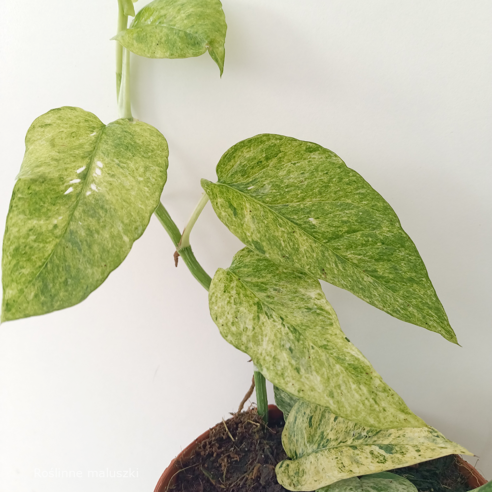 Epipremnum Pinnatum Mint