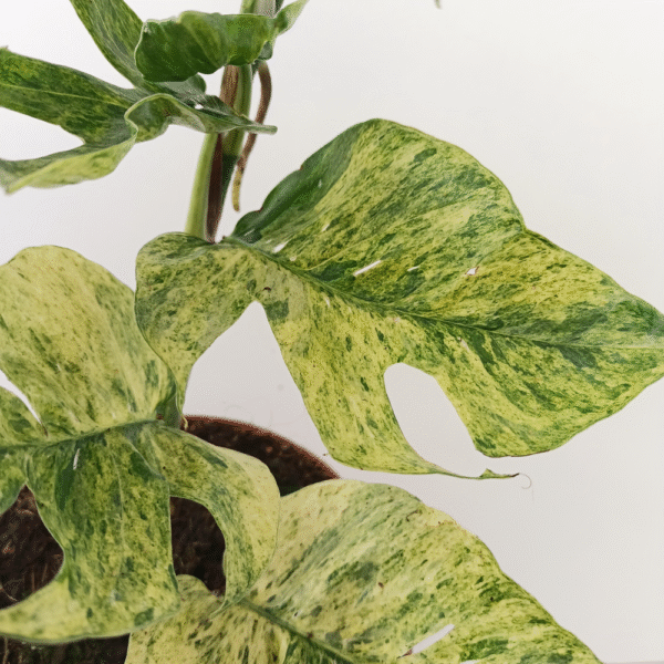 Epipremnum Pinnatum Mint