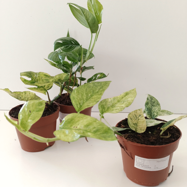 Epipremnum Pinnatum Mint