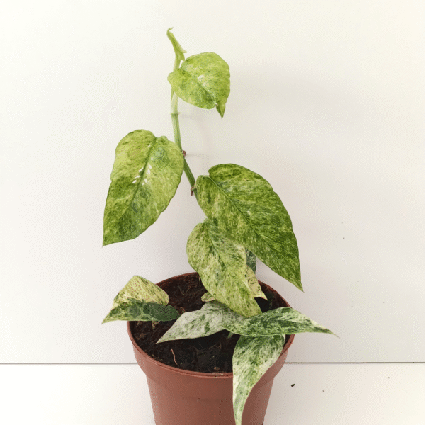 Epipremnum Pinnatum Mint
