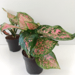 Aglaonema Crimson Love
