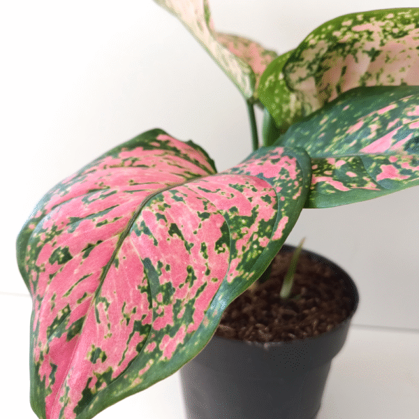 Aglaonema Crimson Love