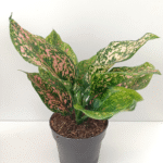Aglaonema Pink Leopard