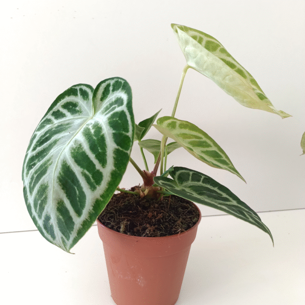 Anthurium Super Silver Blush