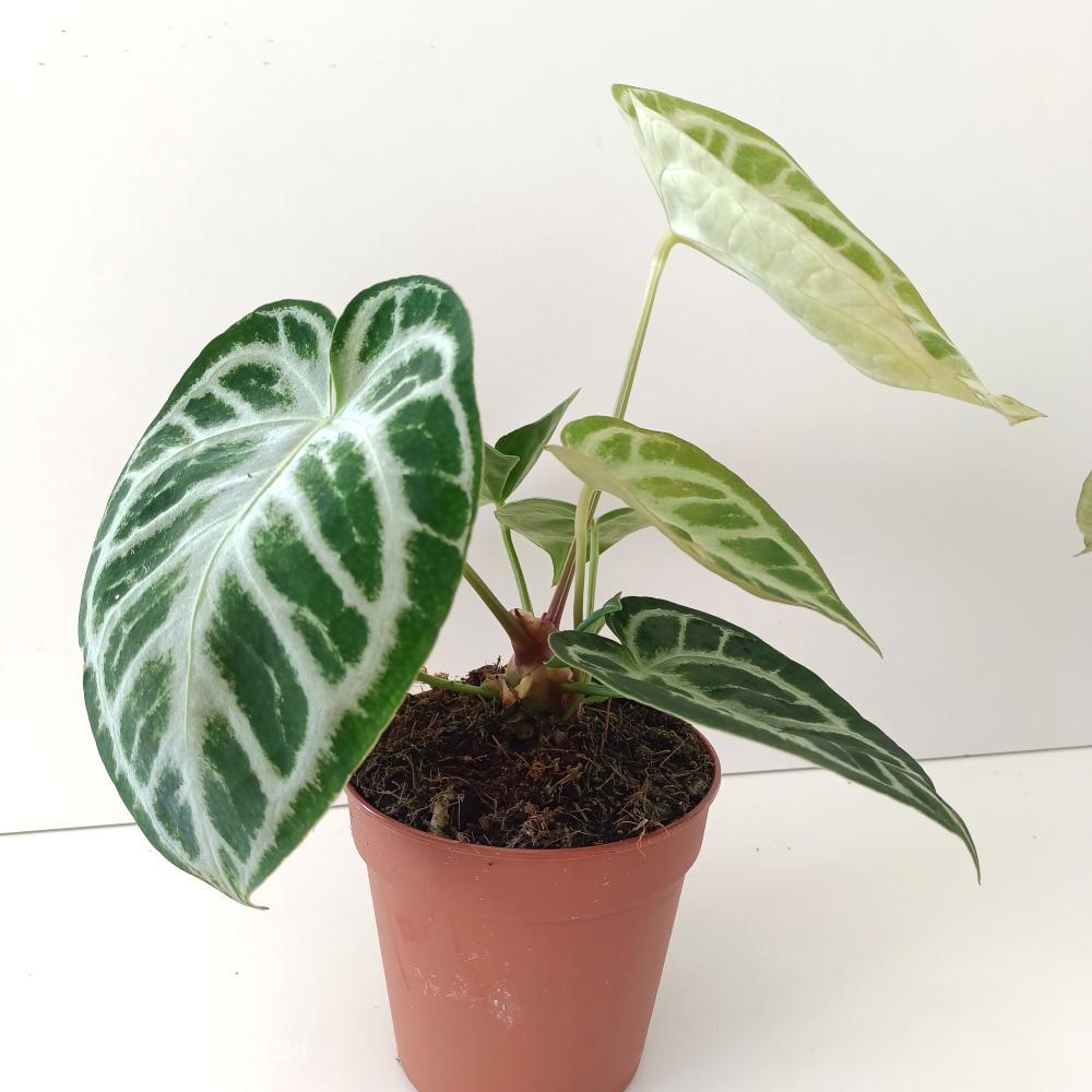 Anthurium Super Silver Blush