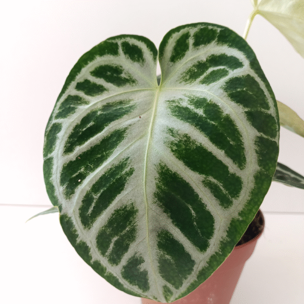 Anthurium Super Silver Blush