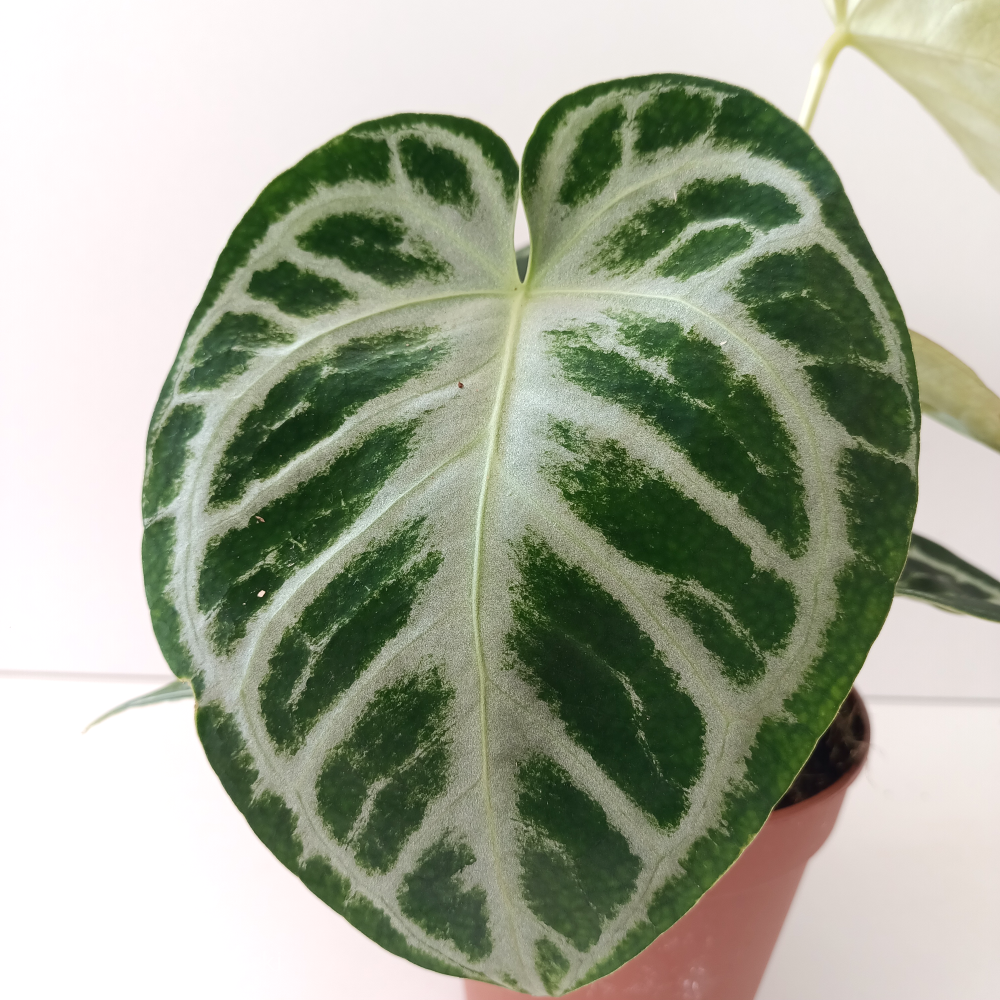 Anthurium Super Silver Blush