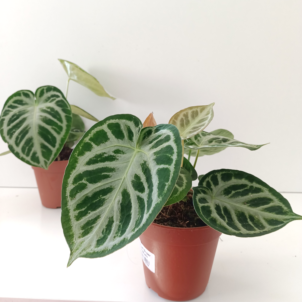 Anthurium Super Silver Blush