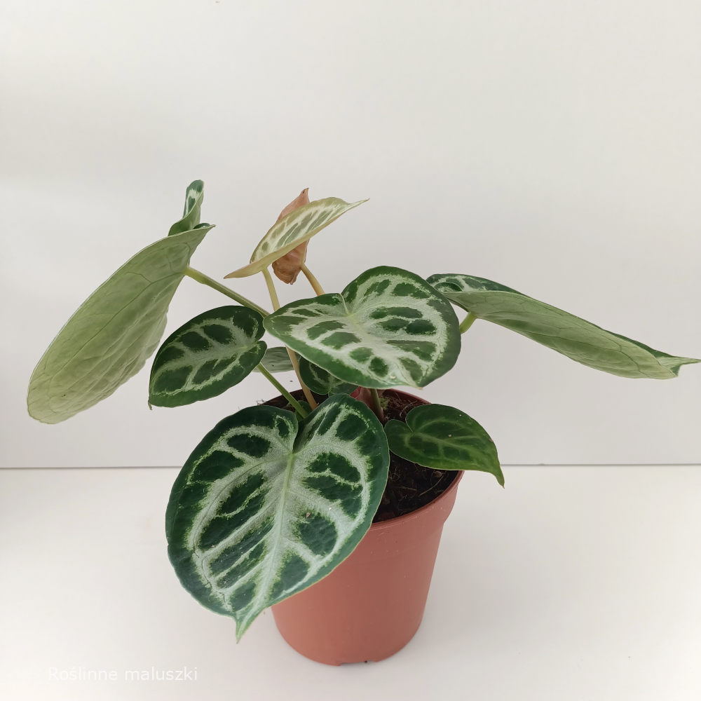 Anthurium Super Silver Blush