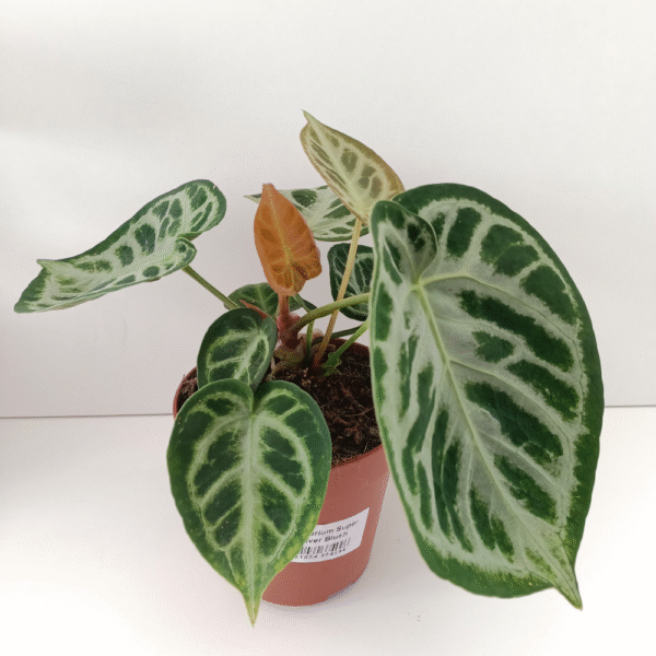 Anthurium Super Silver Blush