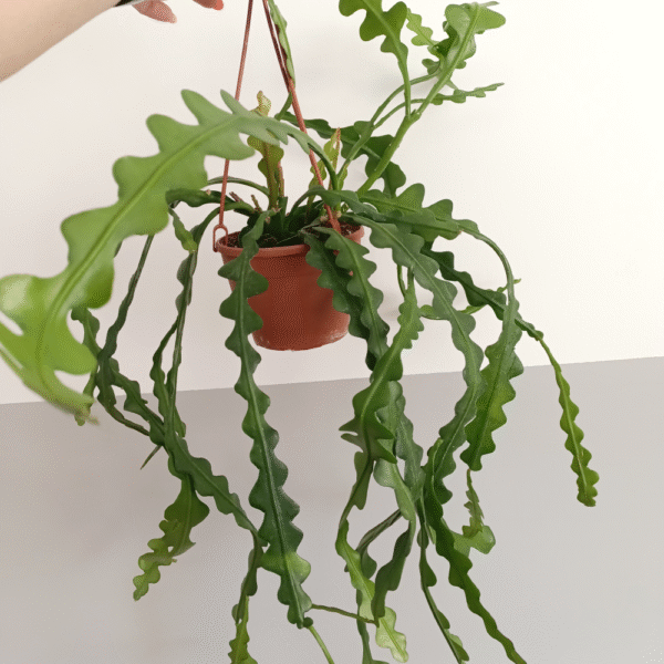 Epiphyllum anguliger -kaktus zygzak