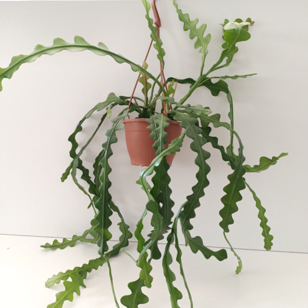 Epiphyllum anguliger -kaktus zygzak