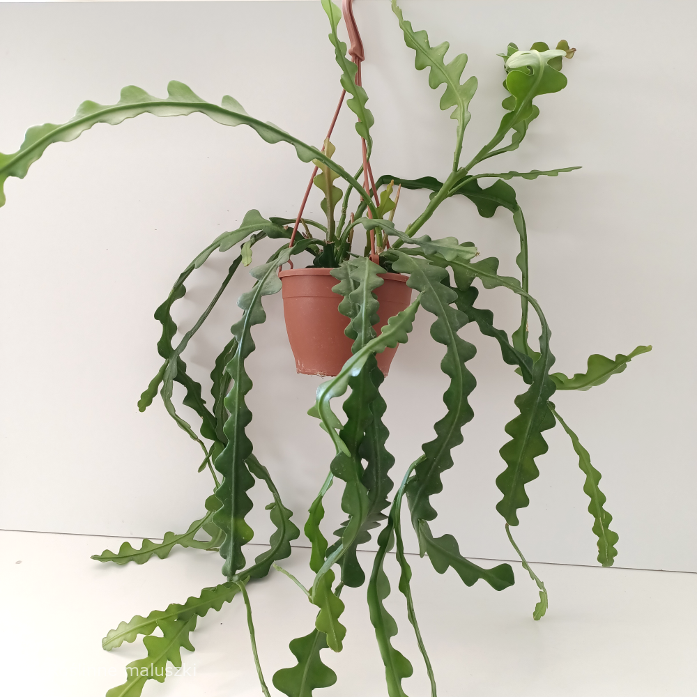 Epiphyllum anguliger -kaktus zygzak