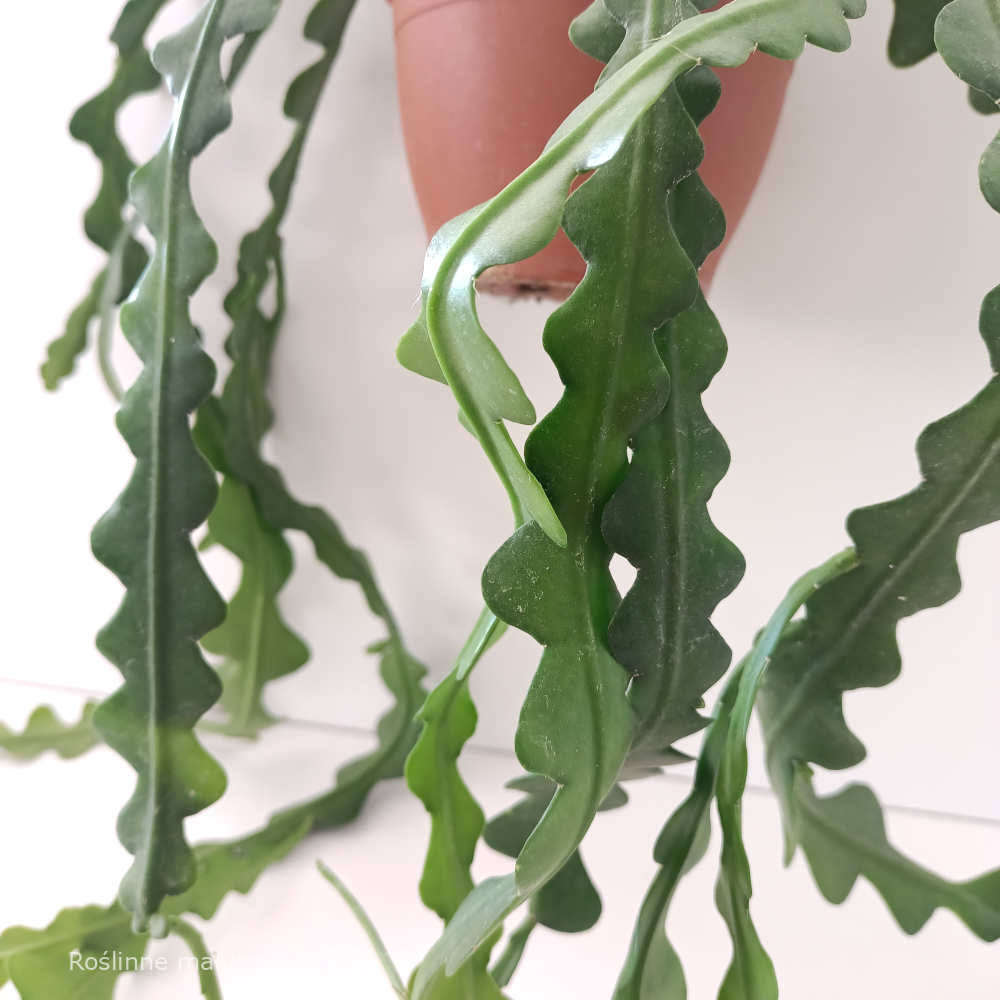 Epiphyllum anguliger -kaktus zygzak