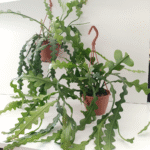 Epiphyllum anguliger -kaktus zygzak