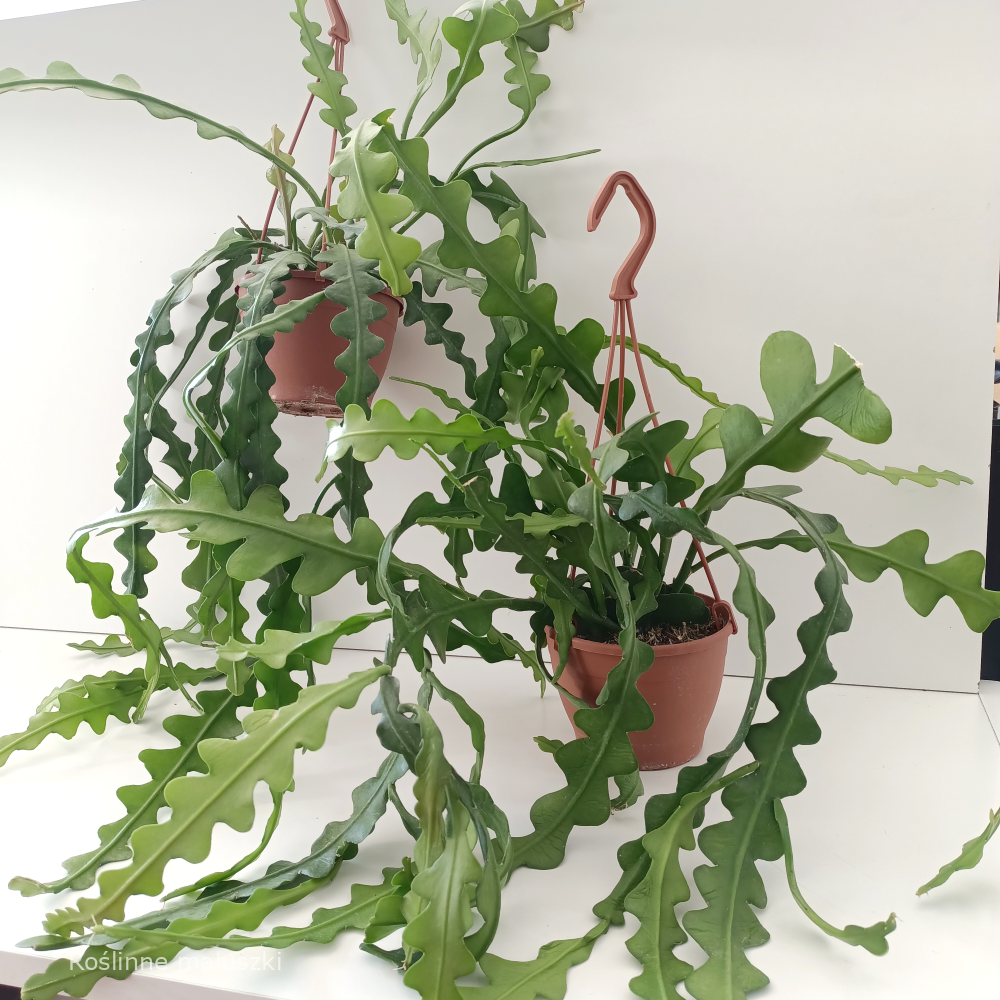 Epiphyllum anguliger -kaktus zygzak