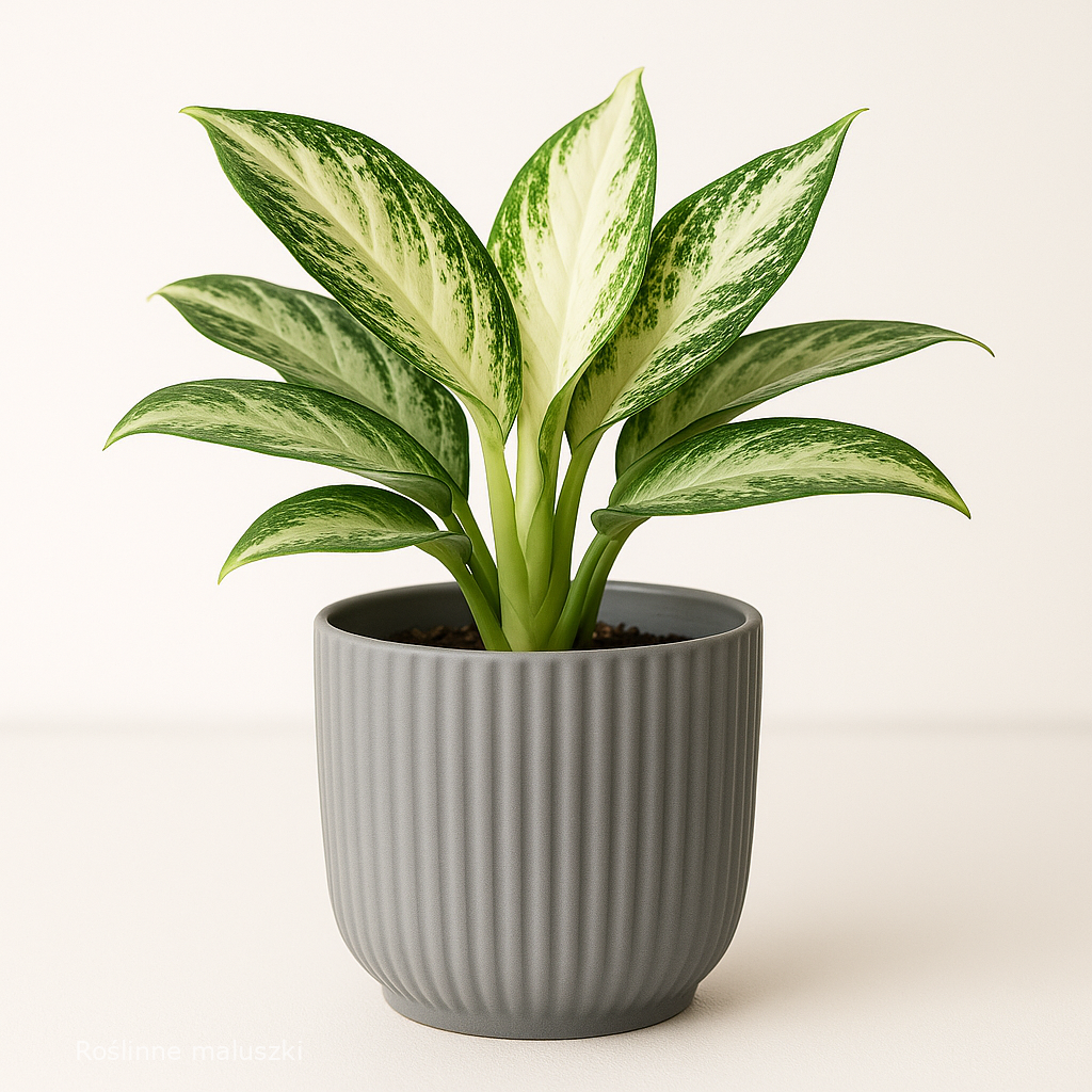 Roślinna elegancja w szarym doniczce