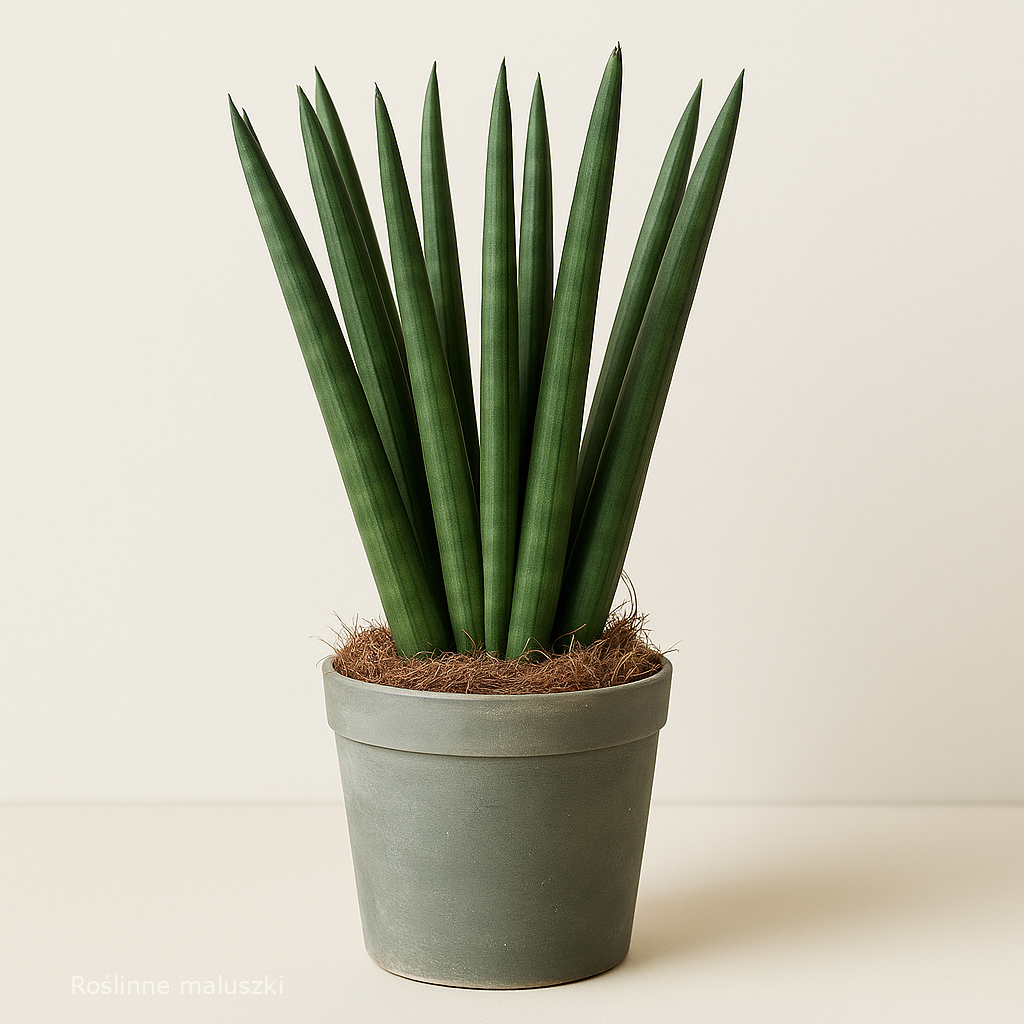 Sansevieria cyl. Spaghetti