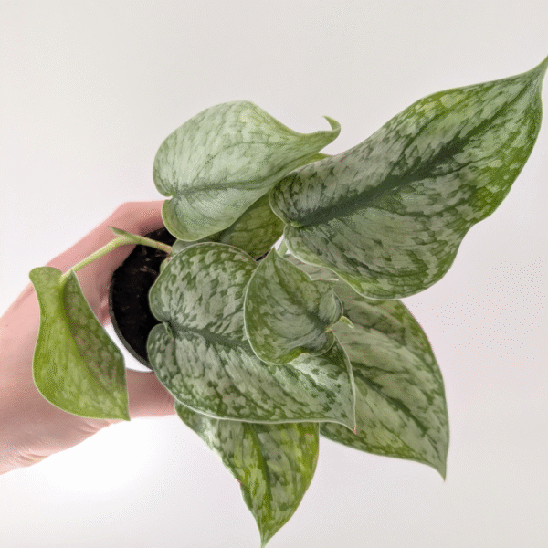 Scindapsus Silver Platinum
