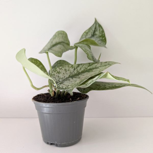 Scindapsus Silver Platinum