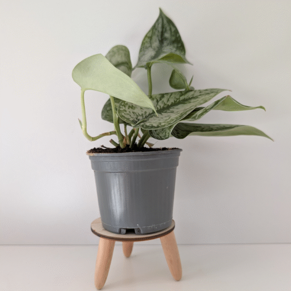 Scindapsus Silver Platinum
