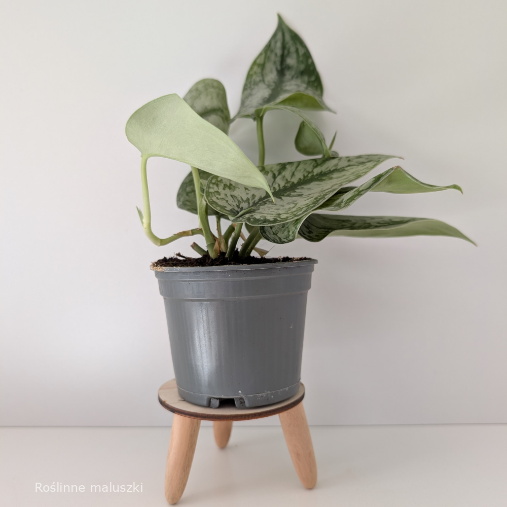 Scindapsus Silver Platinum