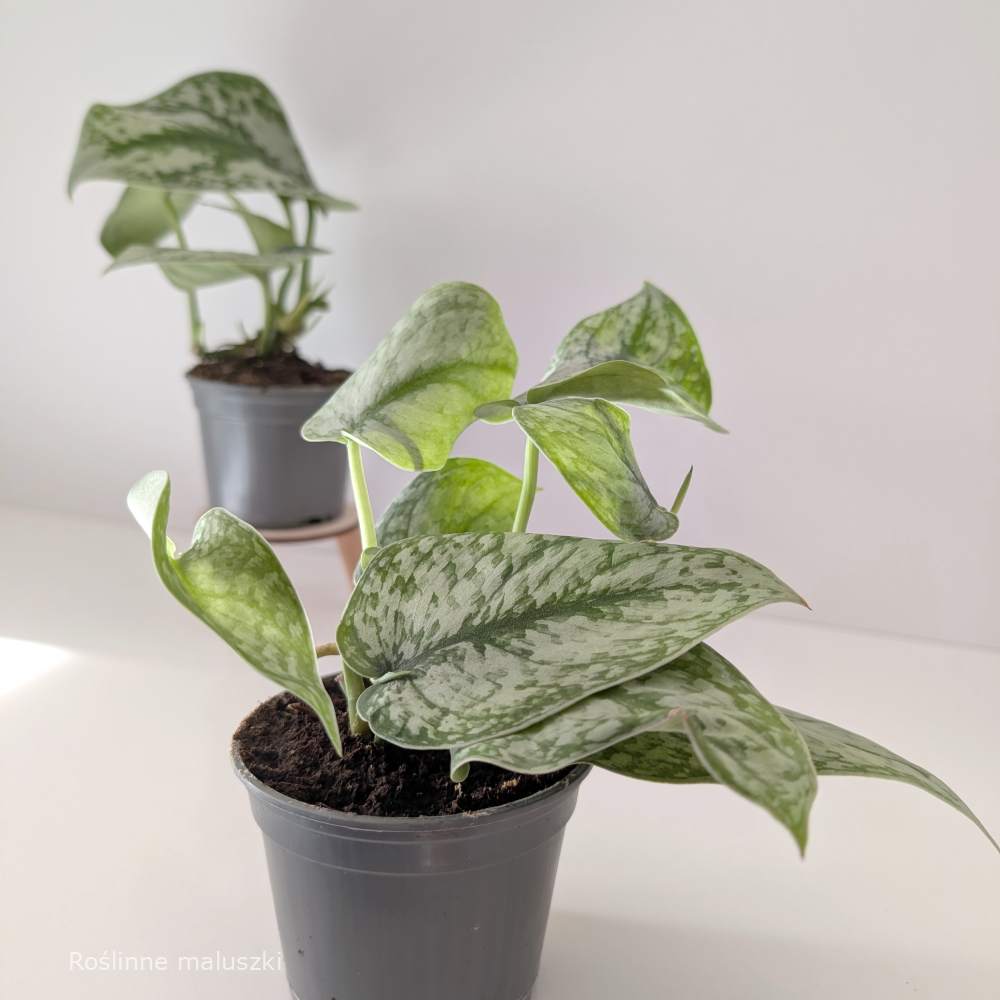 Scindapsus Silver Platinum
