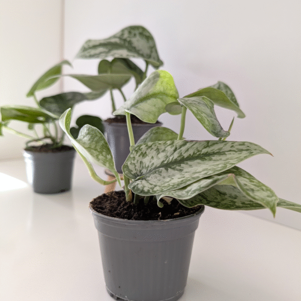 Scindapsus Silver Platinum Scindapsus Silver Platinum