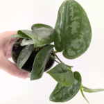 Scindapsus Silver Splash