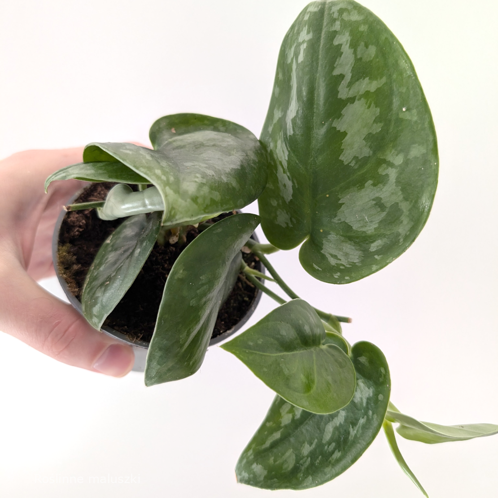 Scindapsus Silver Splash