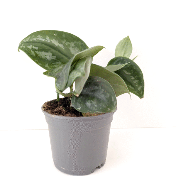 Scindapsus Silver Splash