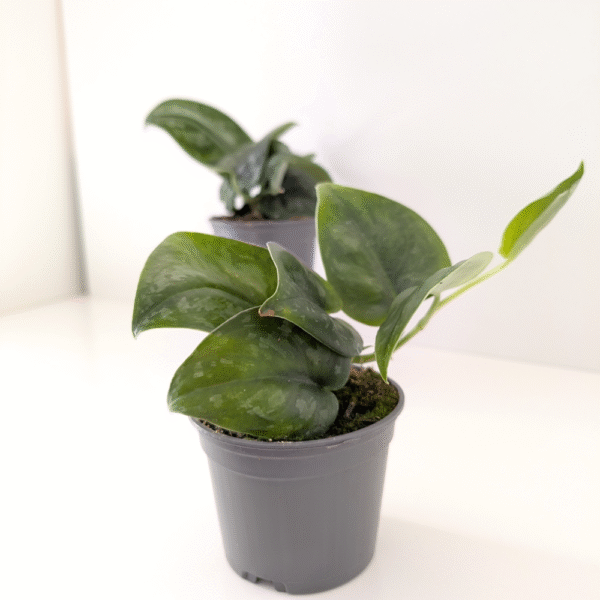 Scindapsus Silver Splash