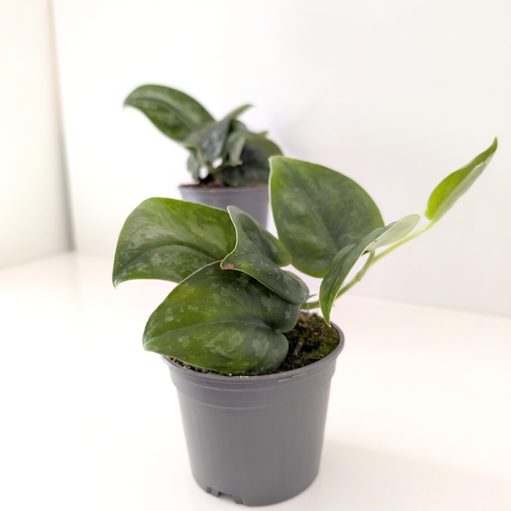 Scindapsus Silver Splash