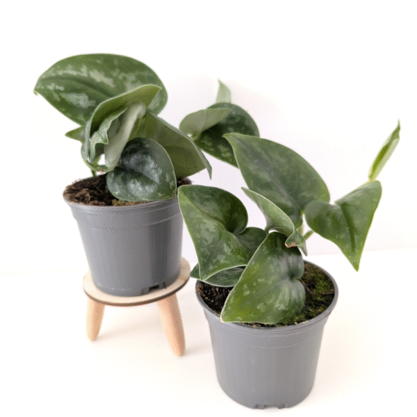 Scindapsus Silver Splash