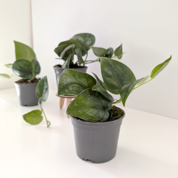 Scindapsus Silver Splash