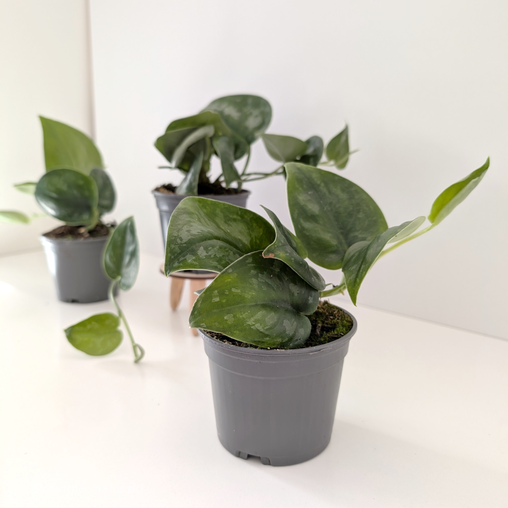 Scindapsus Silver Splash