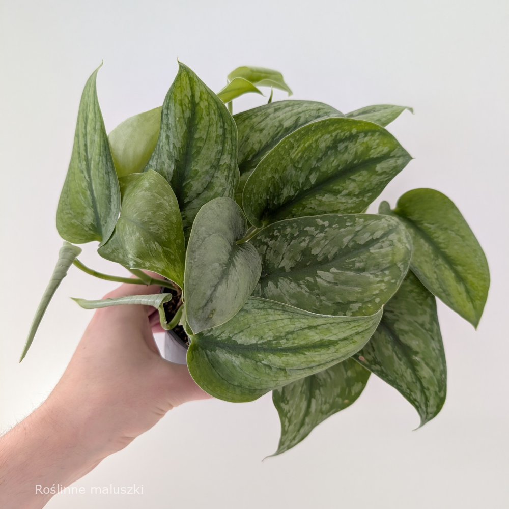 Scindapsus Silver Cloud