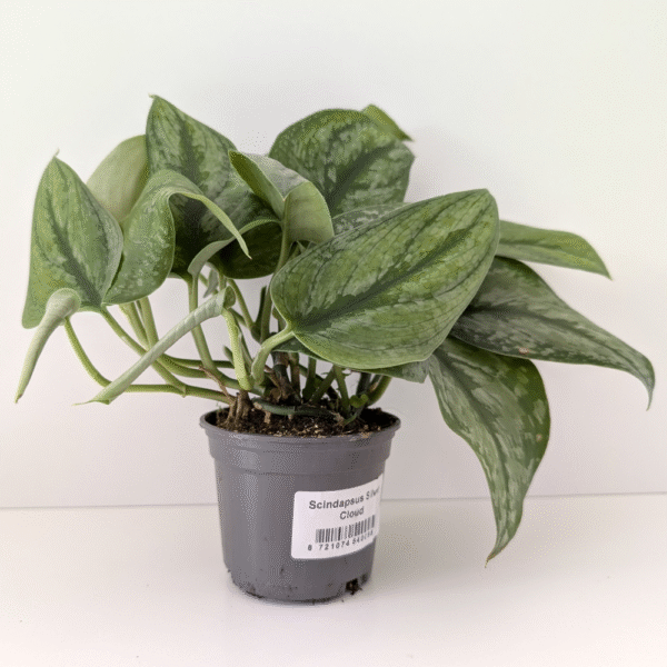 Scindapsus Silver Cloud