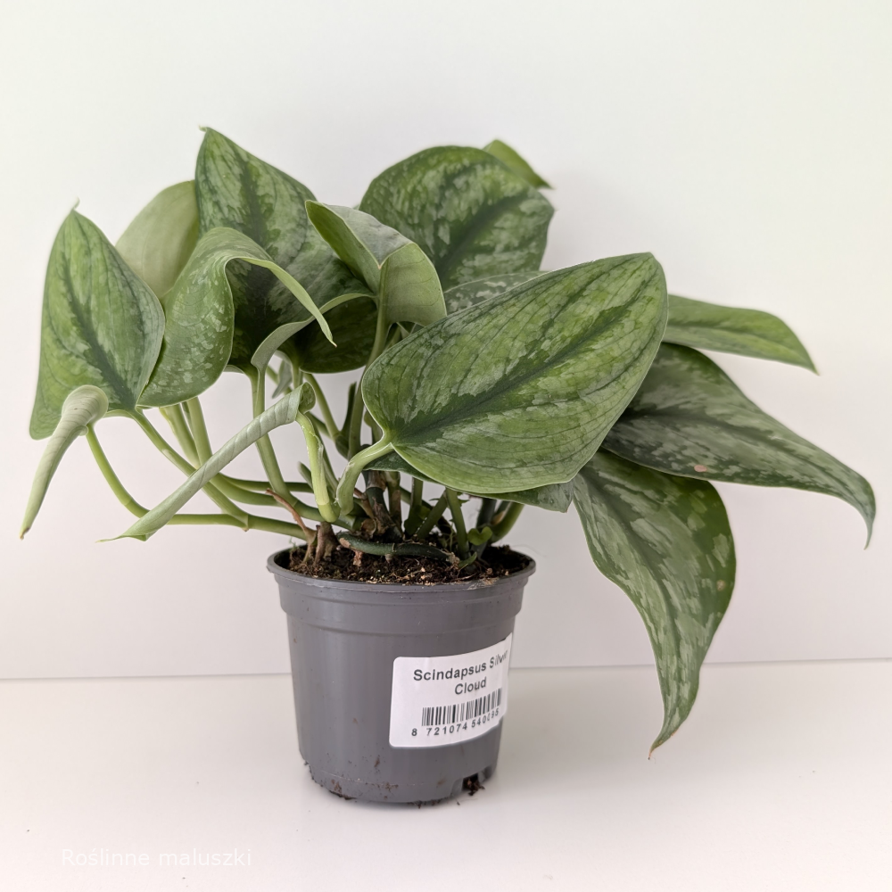 Scindapsus Silver Cloud
