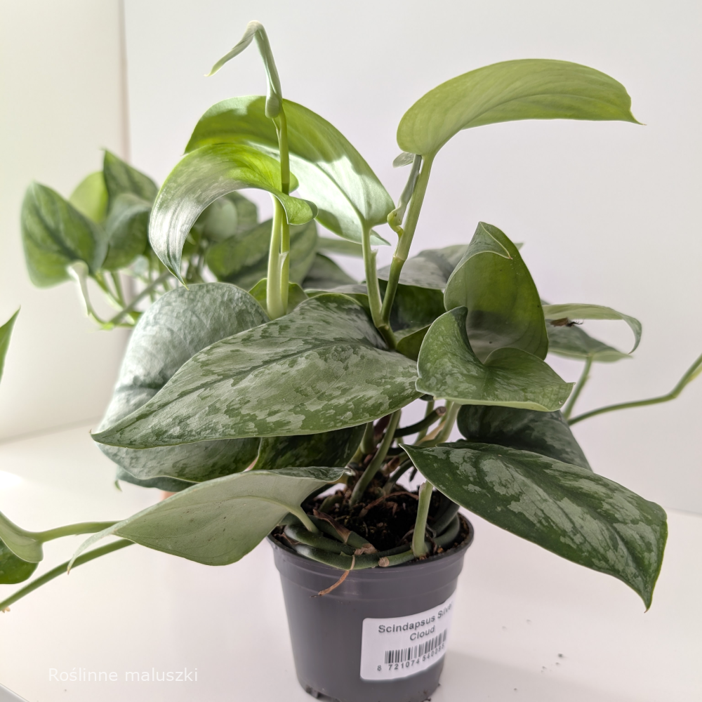 Scindapsus Silver Cloud