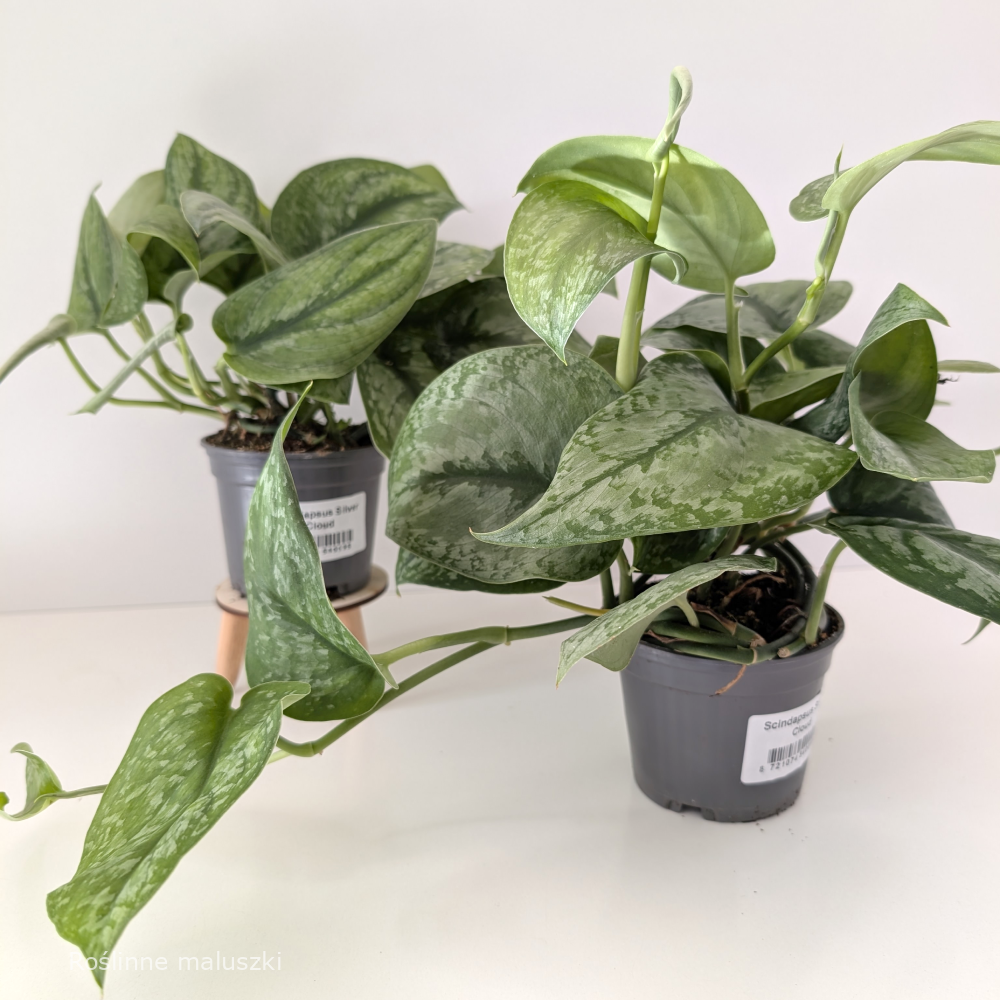 Scindapsus Silver Cloud