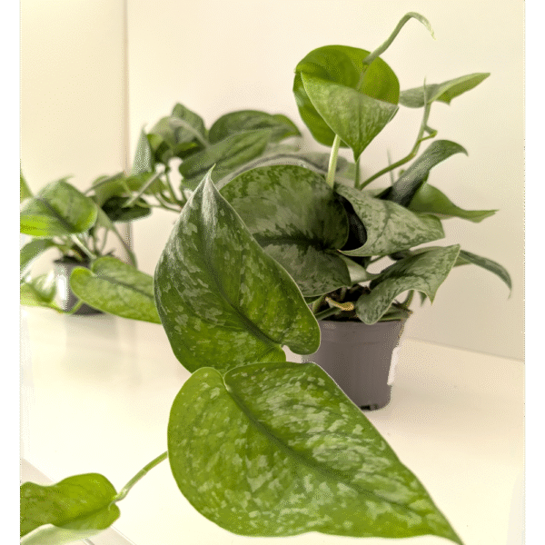 Scindapsus Silver Cloud