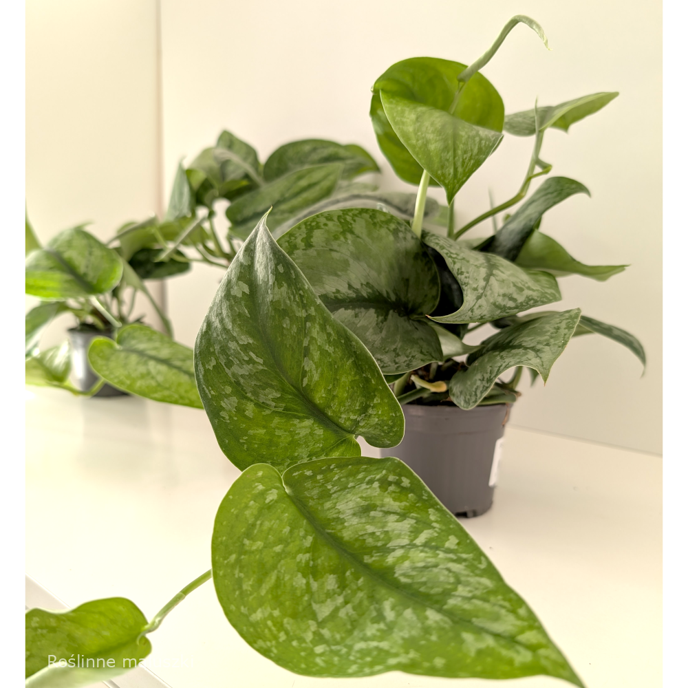 Scindapsus Silver Cloud