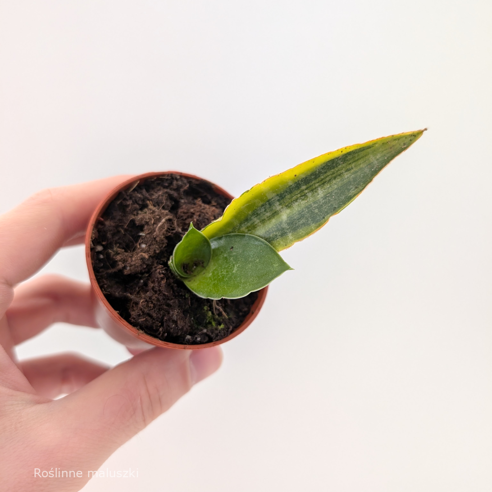 Sansevieria Gabriella variegata