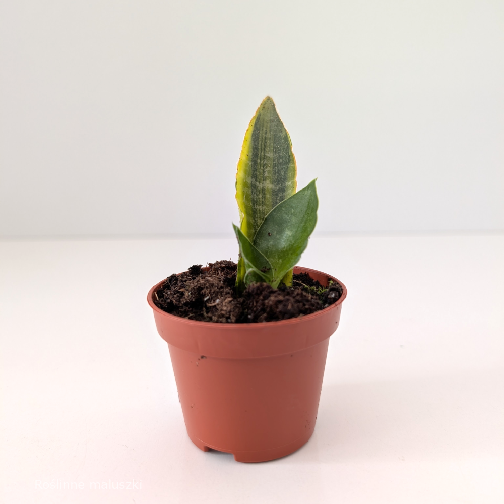 Sansevieria Gabriella variegata