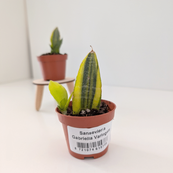 Sansevieria Gabriella variegata