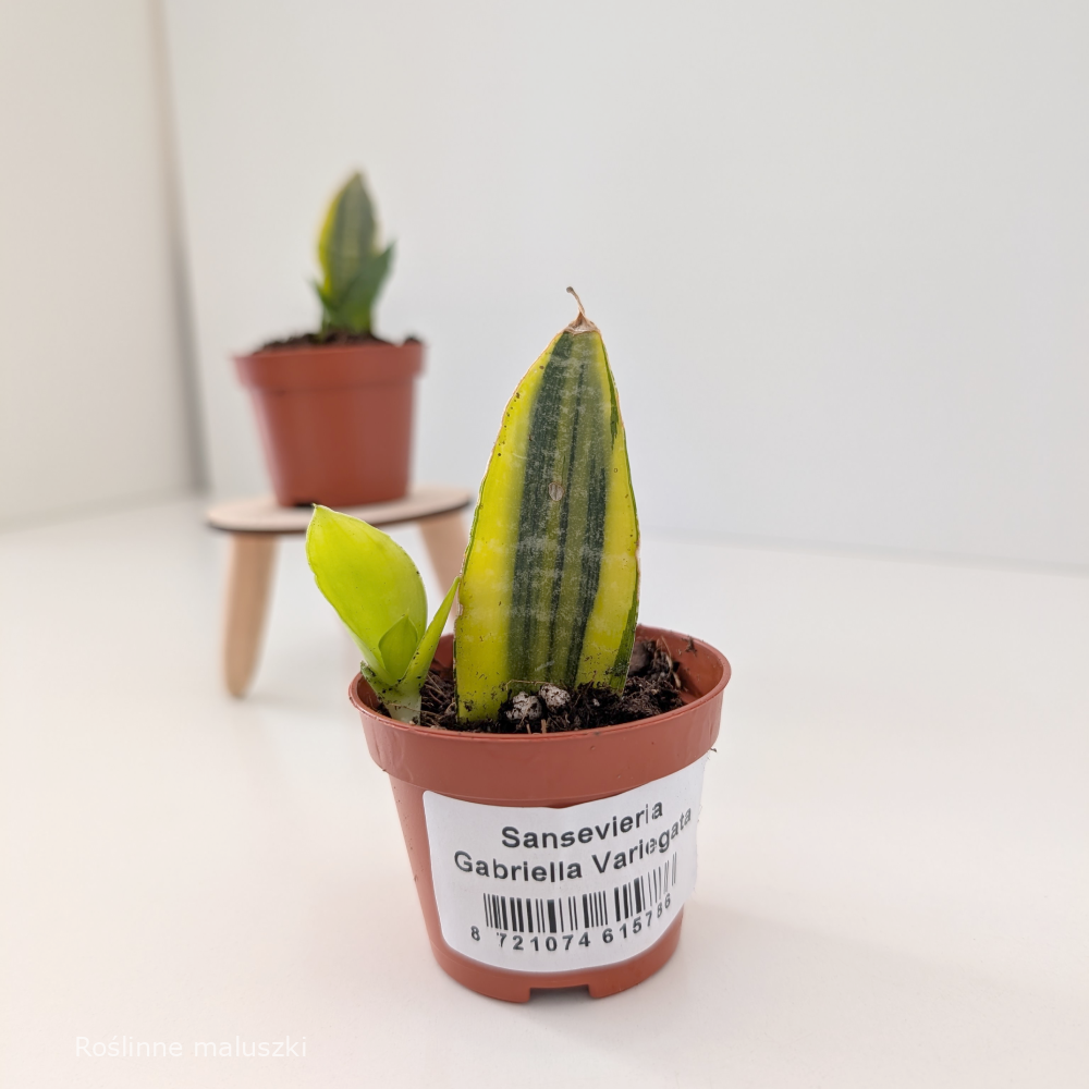 Sansevieria Gabriella variegata