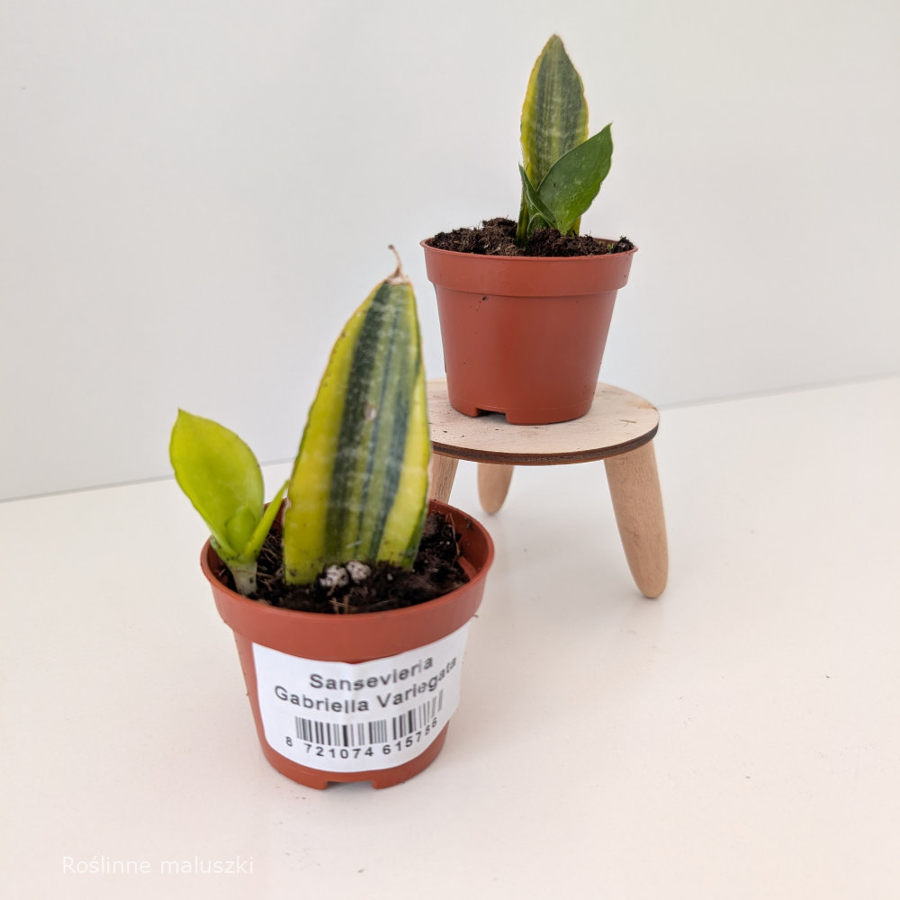 Sansevieria Gabriella variegata