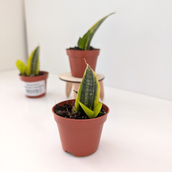 Sansevieria Gabriella variegata