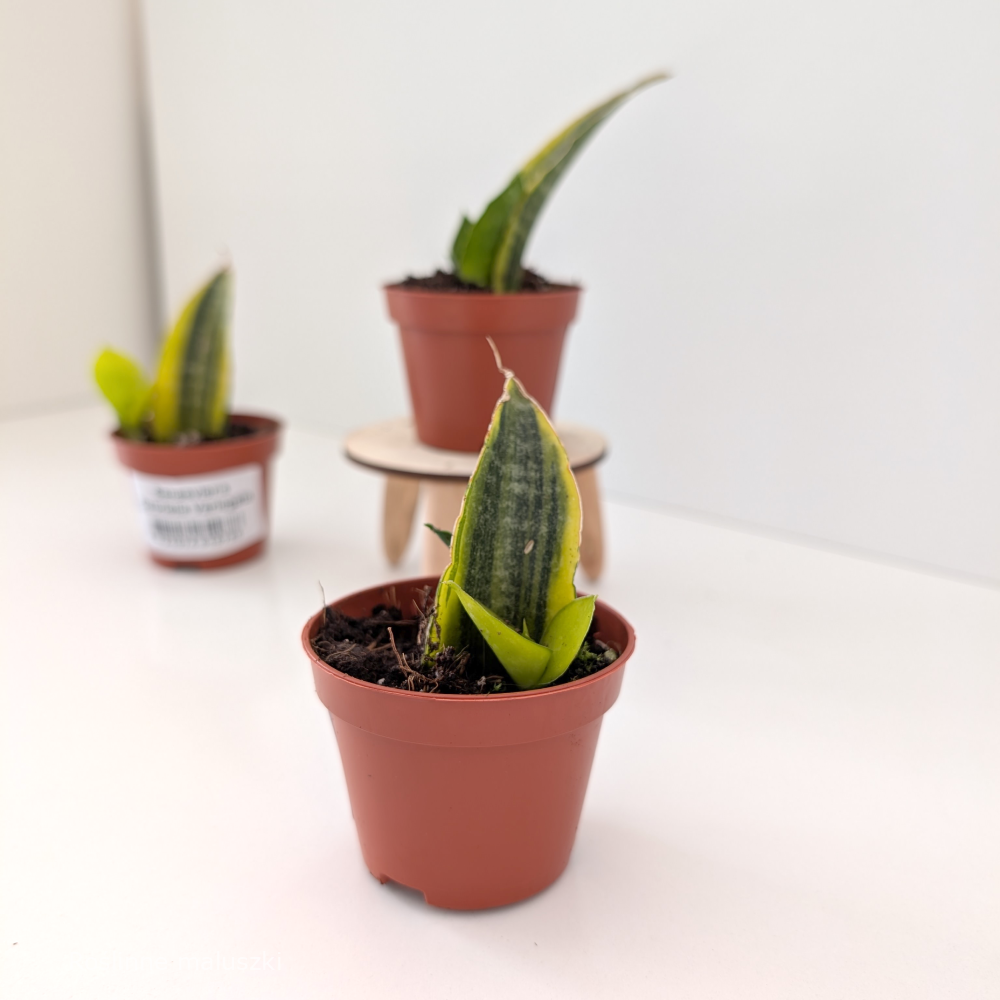 Sansevieria Gabriella variegata